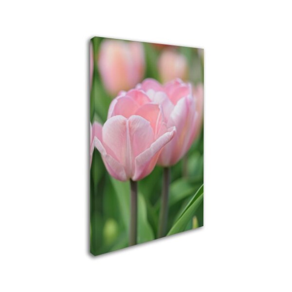 Cora Niele 'Tulip Flower Baronesse' Canvas Art,22x32